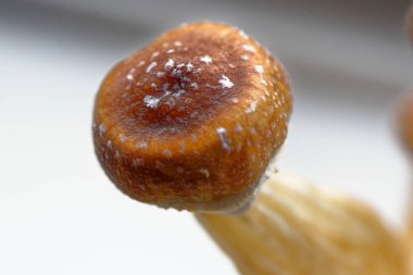 Ekvador sihirli mantar - Ekvador Psilocybe Cubensis