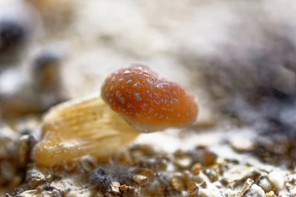 Seta mágica Ecuador - Psilocybe Cubensis ecuatoriano — Foto de Stock