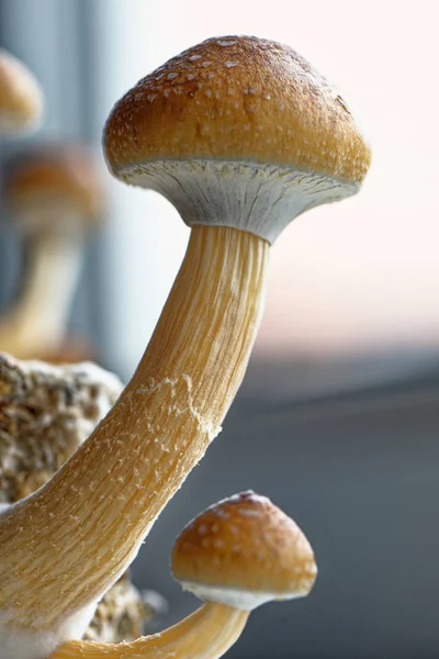 Ekvador sihirli mantar - Ekvador Psilocybe Cubensis