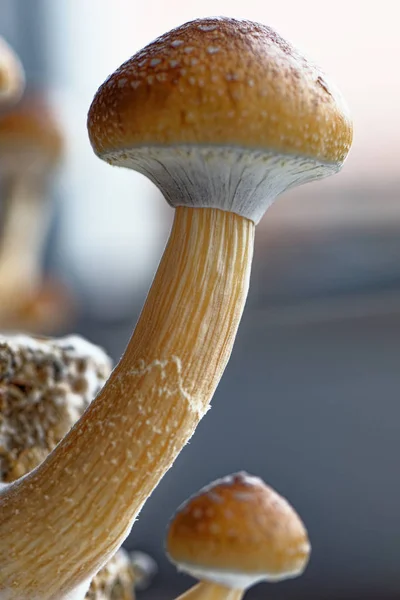 Ecuador magic mushroom - Ecuadorian Psilocybe Cubensis