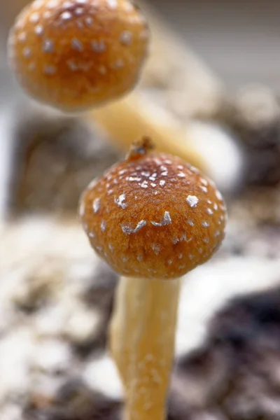 Ecuador magic mushroom - Ecuadorian Psilocybe Cubensis