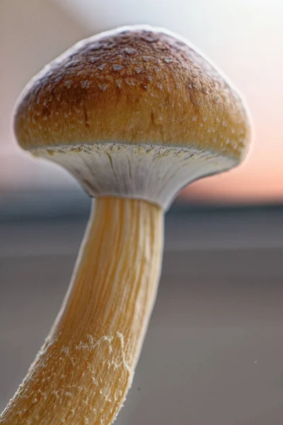 Seta mágica Ecuador - Psilocybe Cubensis ecuatoriano — Foto de Stock