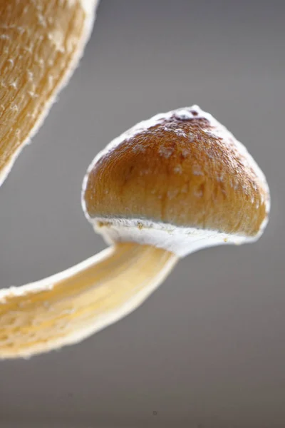 Seta mágica Ecuador - Psilocybe Cubensis ecuatoriano — Foto de Stock