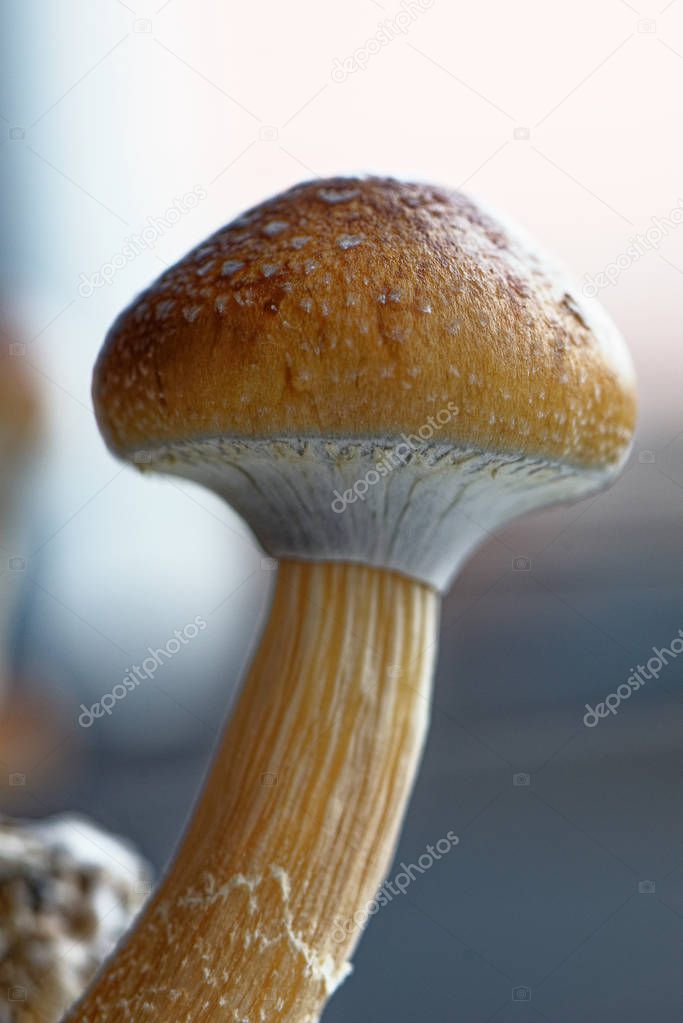 Ecuador magic mushroom - Ecuadorian Psilocybe Cubensis