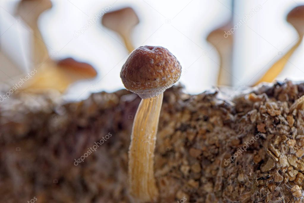 Ecuador magic mushroom - Ecuadorian Psilocybe Cubensis