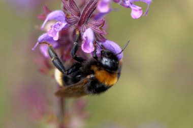 Çiçek üzerinde Avrupa bal arısı