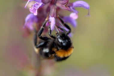 Çiçek üzerinde Avrupa bal arısı