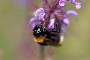 Çiçek üzerinde Avrupa bal arısı