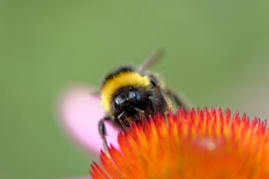 Çiçek üzerinde Avrupa bal arısı