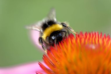 Çiçek üzerinde Avrupa bal arısı