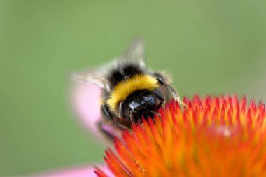 Çiçek üzerinde Avrupa bal arısı