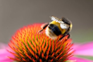 Çiçek üzerinde Avrupa bal arısı