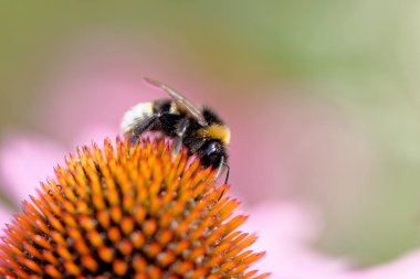 European honey bee on the flower clipart