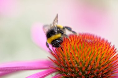Çiçek üzerinde Avrupa bal arısı