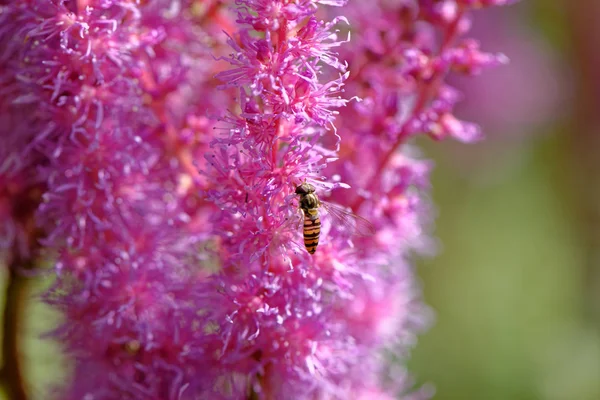 European honey bee on the flower