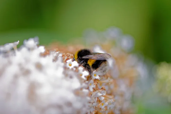 Европейская пчела на цветке — стоковое фото