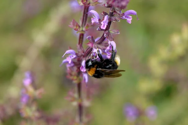 European honey bee on the flower