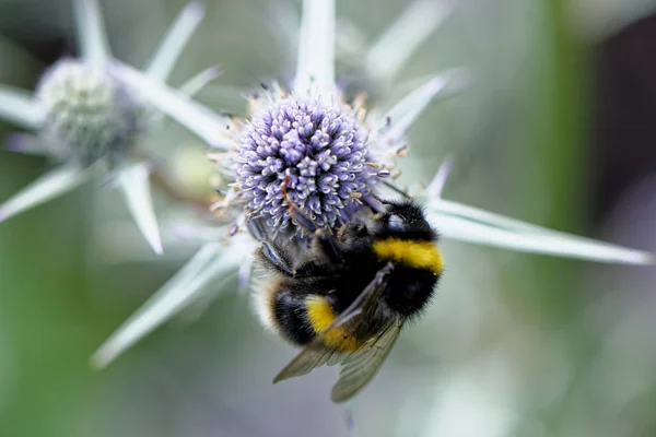 European honey bee on the flower