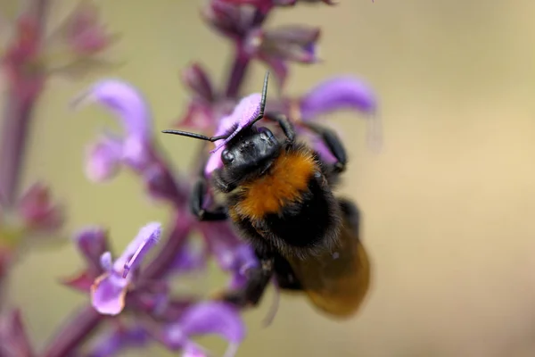 European honey bee on the flower