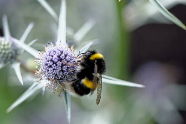 European honey bee on the flower