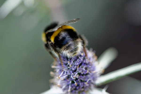 European honey bee on the flower