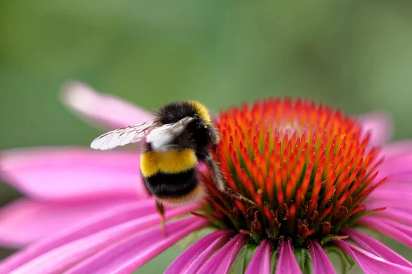 European honey bee on the flower