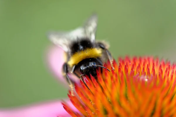 Abelha de mel europeia na flor — Fotografia de Stock