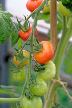 Bahçe domates - bir asma üzerinde toamtos
