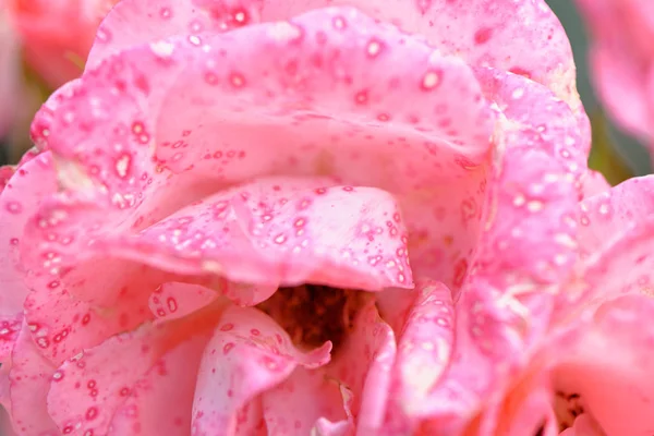 Rose rose dans le jardin — Photo