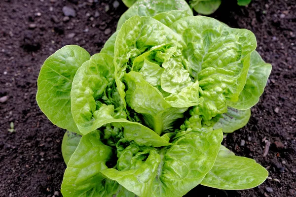 Pequeña Gema Romaine Lechuga en un jardín —  Fotos de Stock