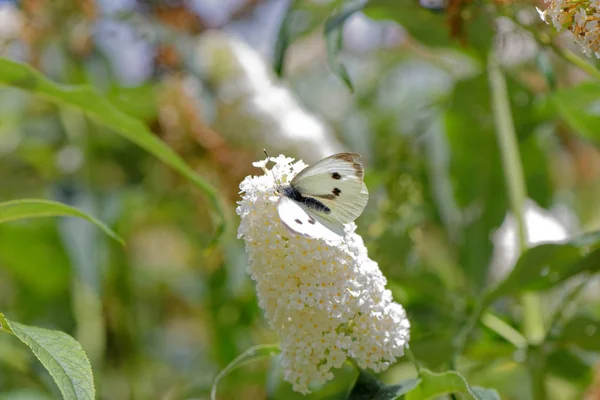 Petit papillon blanc (Pieris Rapae) — Photo