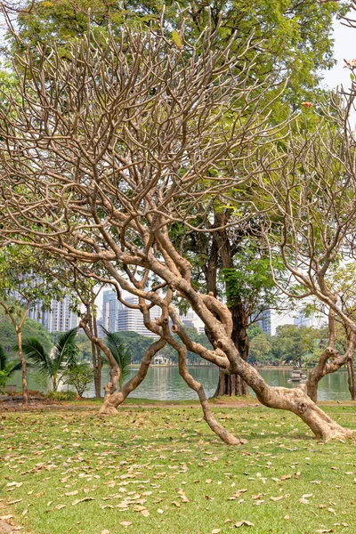 Πάρκο Lumphini Επίσης Lumpiniorlumpinee Στην Περιοχή Pathum Wan Μπανγκόκ Ταϊλάνδη — Φωτογραφία Αρχείου