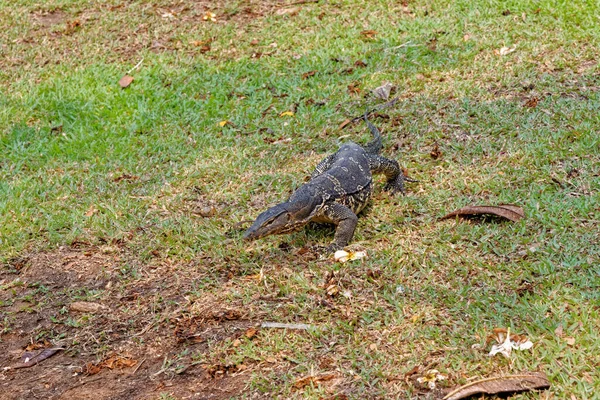 모니터 Varanus Salvator 라고도 코모도 드래곤 — 스톡 사진