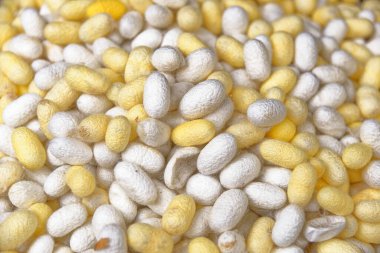 İpek iplik geleneksel Tayland ipeği dokumak için kullanılan ipek böceğinden elde edilmiştir - 22.01.2020 - Bangkok, Tayland