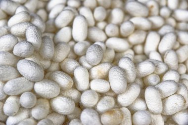 İpek iplik geleneksel Tayland ipeği dokumak için kullanılan ipek böceğinden elde edilmiştir - 22.01.2020 - Bangkok, Tayland