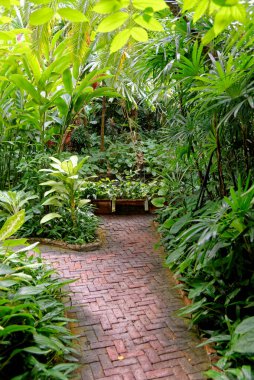 Bereketli tropikal bahçe eski ipek patronu Jim Thompson House Bangkok, Tayland - 22 Ocak 2020