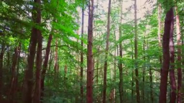 İngiliz ormanı. Sihirli Stellagill yeşil odununda manzara. Summer, Durham County, İngiltere. Ağaç gövdeleri, güneş ışığı. Ormanın içindeki patika. Romantik manzara