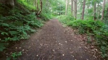 İngiliz ormanı. Sihirli Stellagill yeşil odununda manzara. Summer, Durham County, İngiltere. Ağaç gövdeleri, güneş ışığı. Ormanın içindeki patika. Romantik manzara