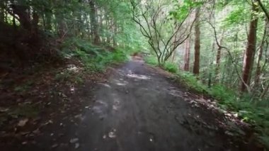 İngiliz ormanı. Sihirli Stellagill yeşil odununda manzara. Summer, Durham County, İngiltere. Ağaç gövdeleri, güneş ışığı. Ormanın içindeki patika. Romantik manzara