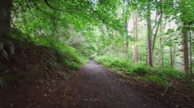 İngiliz ormanı. Sihirli Stellagill yeşil odununda manzara. Summer, Durham County, İngiltere. Ağaç gövdeleri, güneş ışığı. Ormanın içindeki patika. Romantik manzara