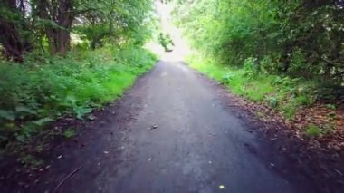 İngiliz ormanı. Sihirli Stellagill yeşil odununda manzara. Summer, Durham County, İngiltere. Ağaç gövdeleri, güneş ışığı. Ormanın içindeki patika. Romantik manzara