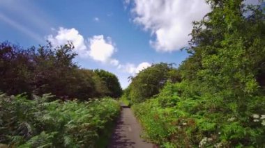 İngiliz ormanı. Sihirli Stellagill yeşil odununda manzara. Summer, Durham County, İngiltere. Ağaç gövdeleri, güneş ışığı. Ormanın içindeki patika. Romantik manzara