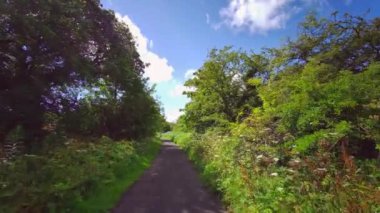 İngiliz ormanı. Sihirli Stellagill yeşil odununda manzara. Summer, Durham County, İngiltere. Ağaç gövdeleri, güneş ışığı. Ormanın içindeki patika. Romantik manzara
