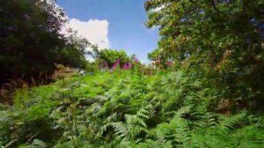 İngiliz ormanı. Sihirli Stellagill yeşil odununda manzara. Summer, Durham County, İngiltere. Ağaç gövdeleri, güneş ışığı. Ormanın içindeki patika. Romantik manzara