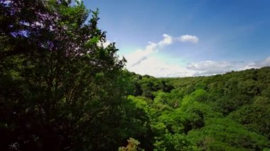 İngiliz ormanı. Sihirli Stellagill yeşil odununda manzara. Summer, Durham County, İngiltere. Ağaç gövdeleri, güneş ışığı. Ormanın içindeki patika. Romantik manzara