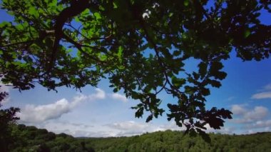 İngiliz ormanı. Sihirli Stellagill yeşil odununda manzara. Summer, Durham County, İngiltere. Ağaç gövdeleri, güneş ışığı. Ormanın içindeki patika. Romantik manzara