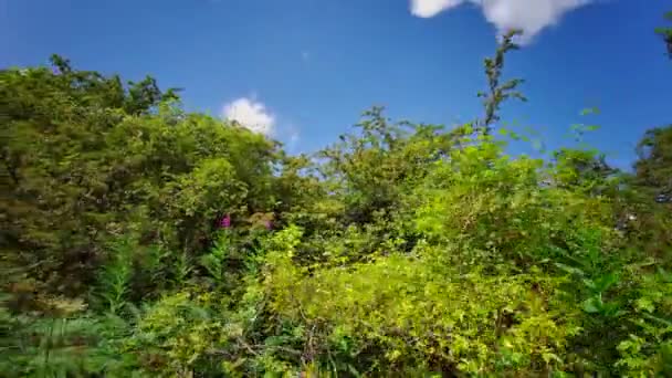Ngiliz Ormanı Sihirli Stellagill Yeşil Odununda Manzara Summer Durham County — Stok video