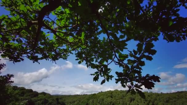 English Woodland Scenic Path Magic Stellagill Green Wood Summer Durham — Stock Video