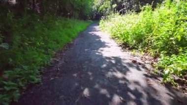 İngiliz ormanı. Sihirli Stellagill yeşil odununda manzara. Summer, Durham County, İngiltere. Ağaç gövdeleri, güneş ışığı. Ormanın içindeki patika. Romantik manzara