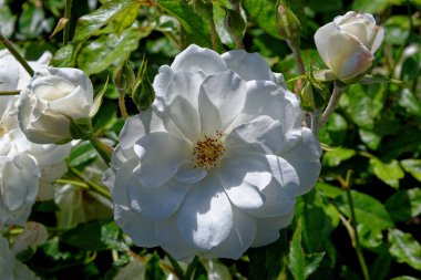 Gülün kapağı - İngiliz gül bahçesi, Birleşik Krallık
